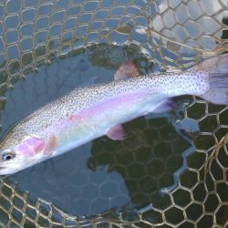 大安トラウトレイク釣果